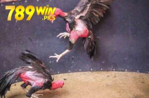 Đá Gà Asil 789Win – Cổng Game Đá Gà Kịch Tính Và Hấp Dẫn Nhất 3 da ga asil 789win 1