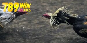 Đá Gà Mỹ 789Win – Trải Nghiệm Hấp Dẫn Nhất 2025 5 da ga my 789win 1