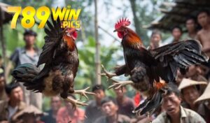 Đá Gà Shamo 789Win – Cổng Game Đá Gà Hấp Dẫn Không Thể Bỏ Qua 2 da ga shamo 789win 1